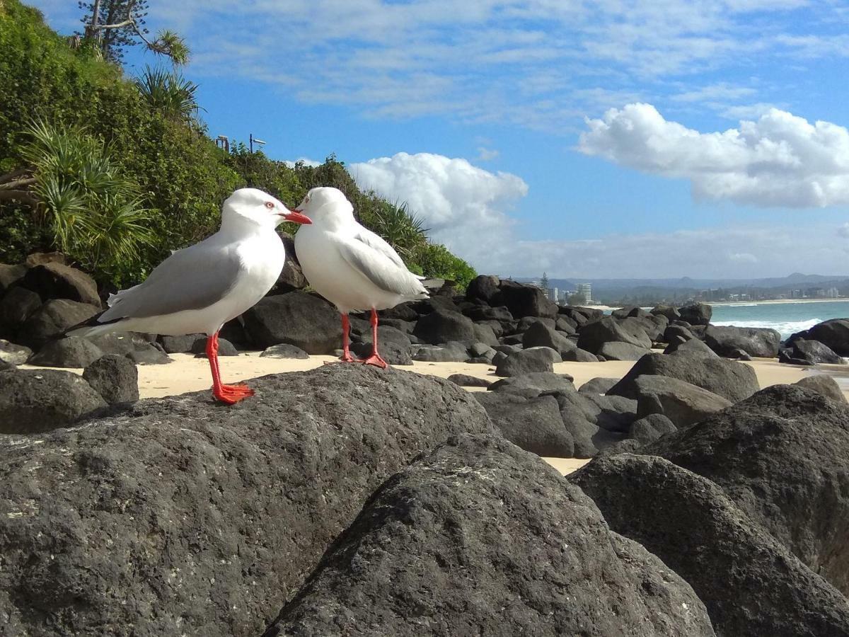 Meridian Tower Kirra Coolangatta